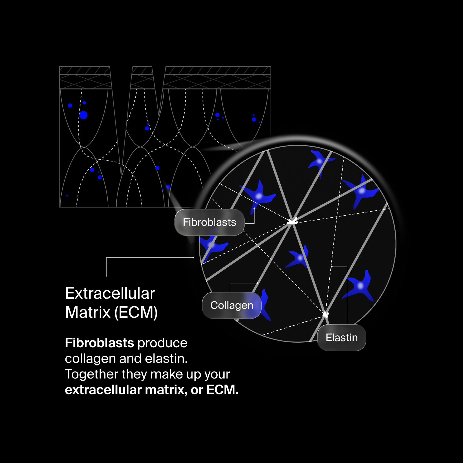 NEW Pavise Extracellular Matrix Restore
